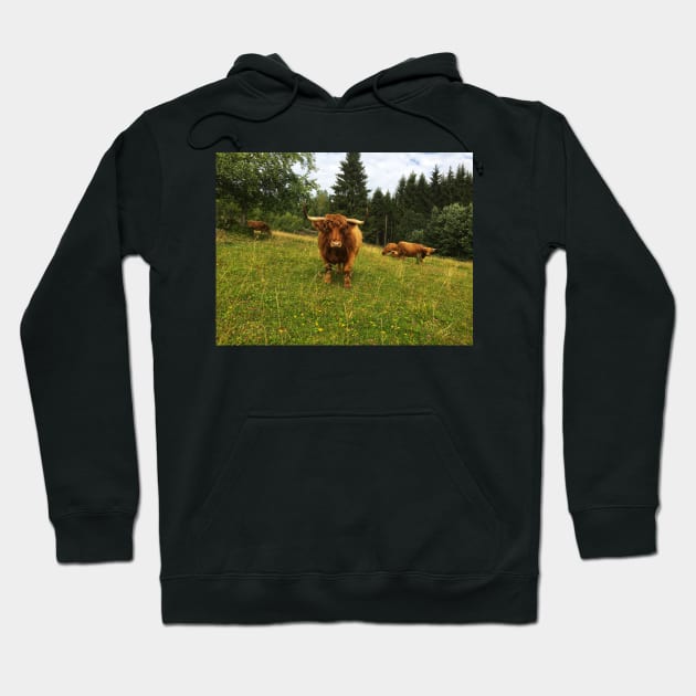 Scottish Highland Cattle Cows 2073 Hoodie by SaarelaHighland